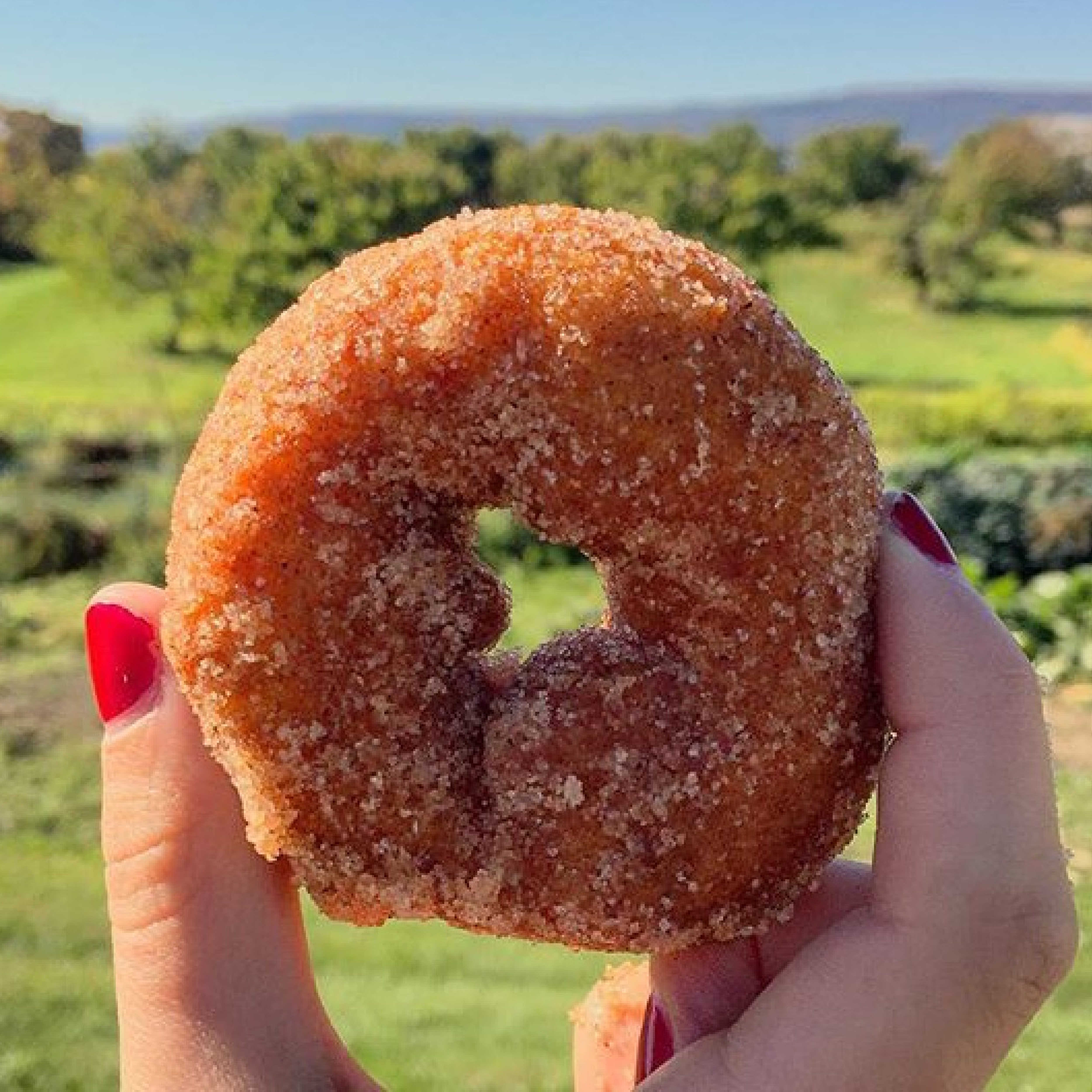 Fresh Made Apple Cider Donuts Cider Donuts